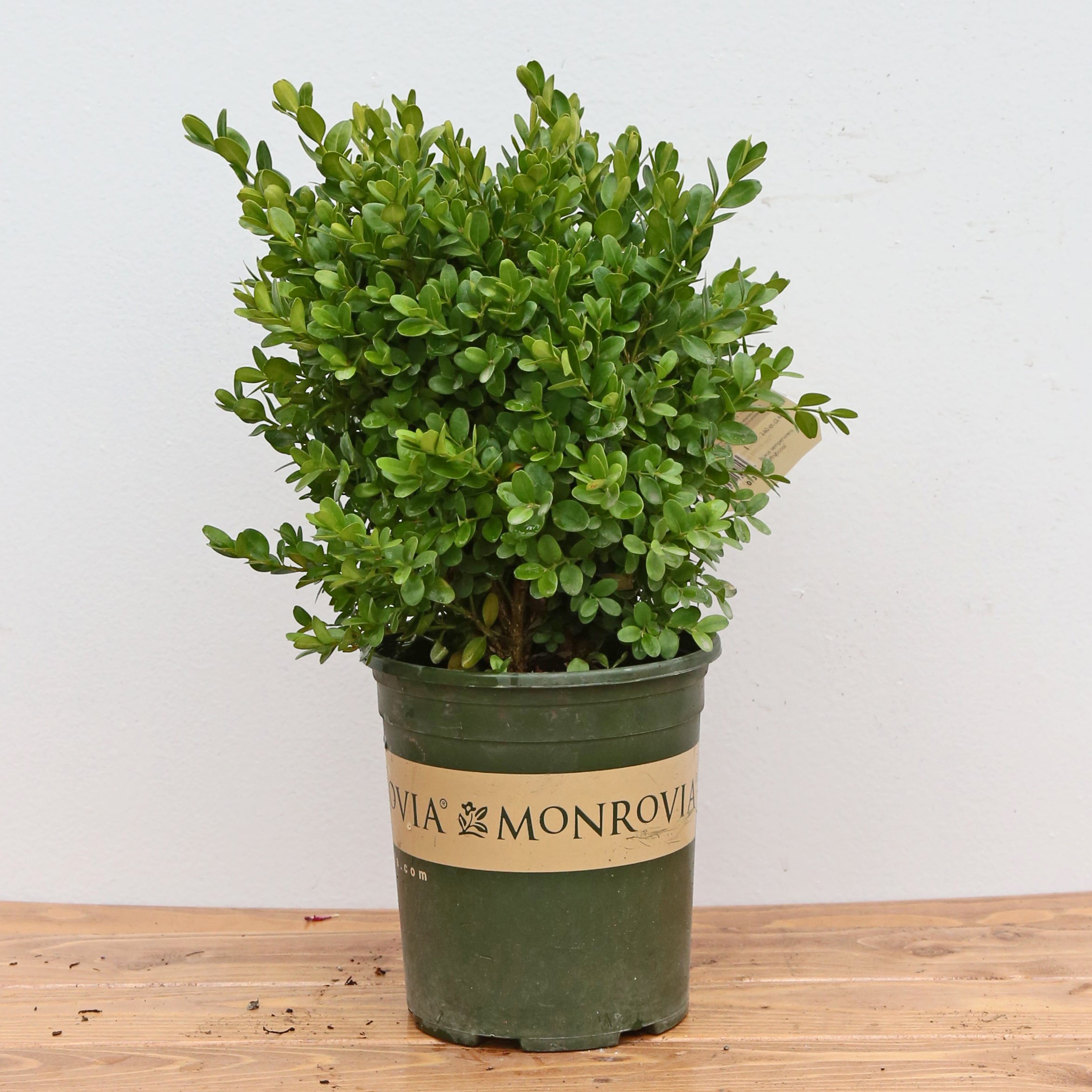 Dwarf English Boxwood