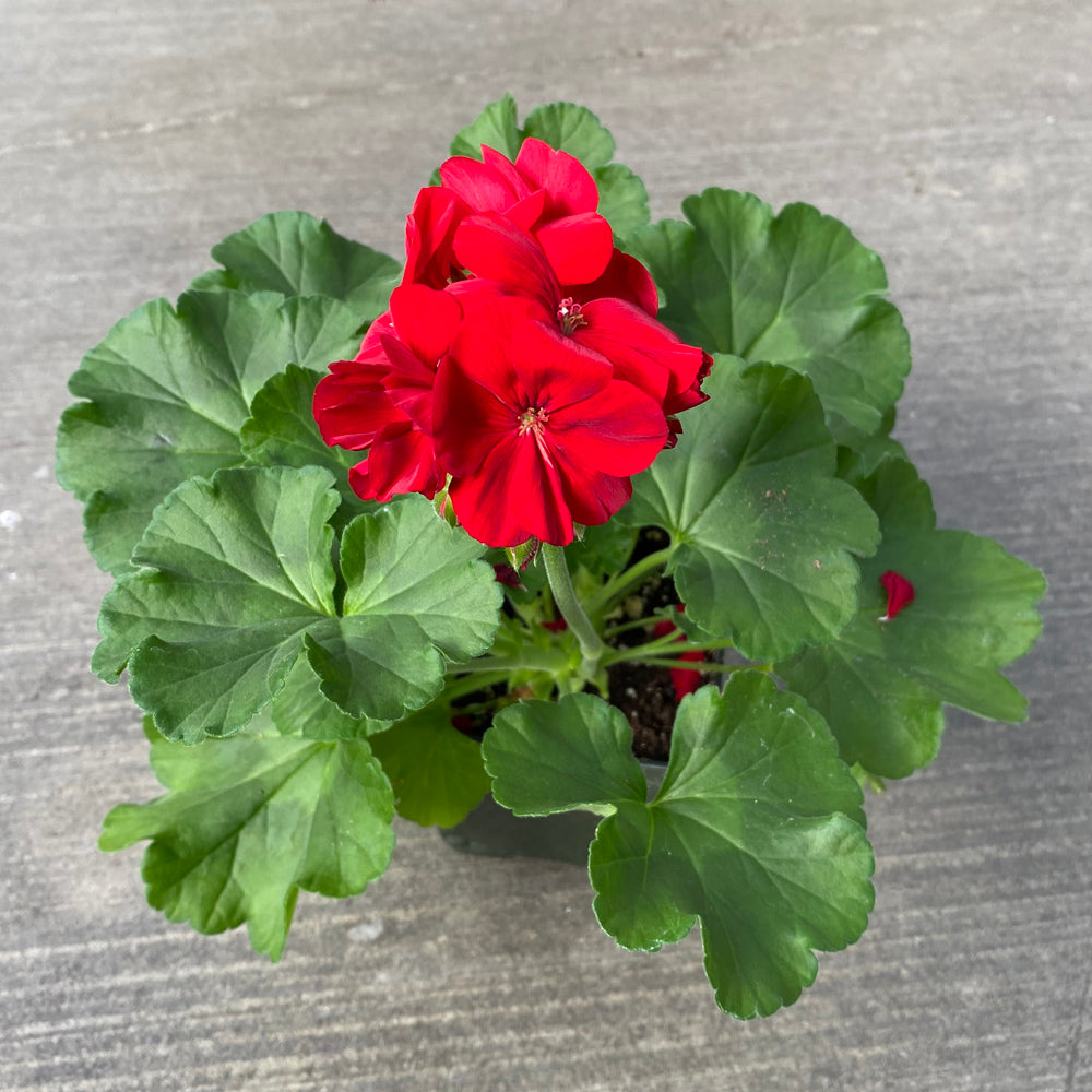 calliope dark red geranium seeds Geranium