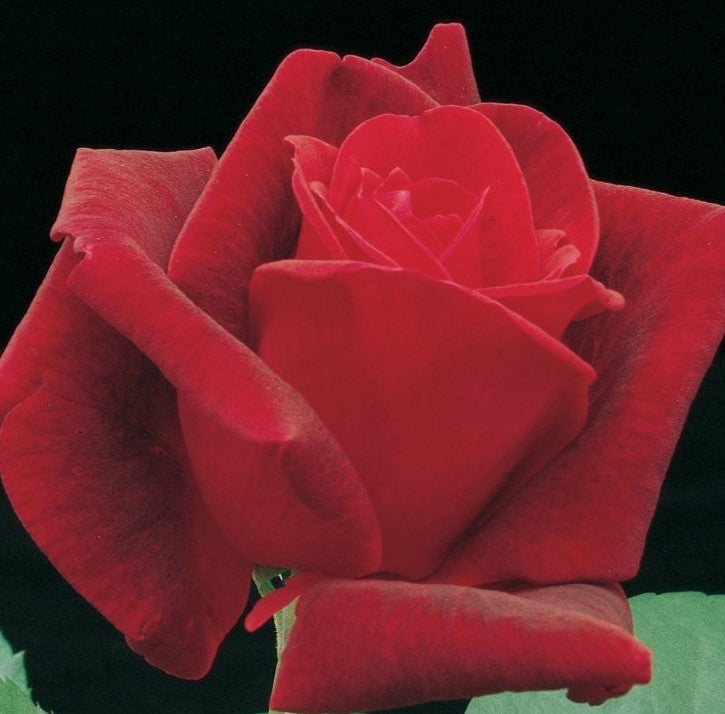 Hybrid Tea | Chrysler Imperial