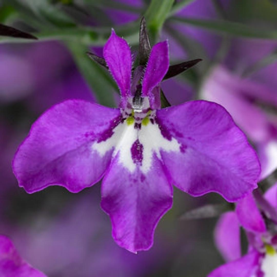 Lobelia Magadi Electric Purple