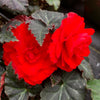 Begonia Nonstop® Mocca Scarlet 4”