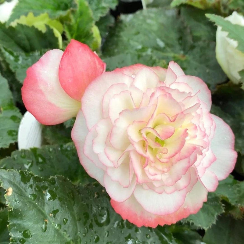 Begonia Nonstop® Rose Petticoat 4”