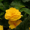 Begonia Nonstop® Mocca Yellow 4"