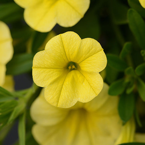 Петуния желтая - CormanStroy.ru