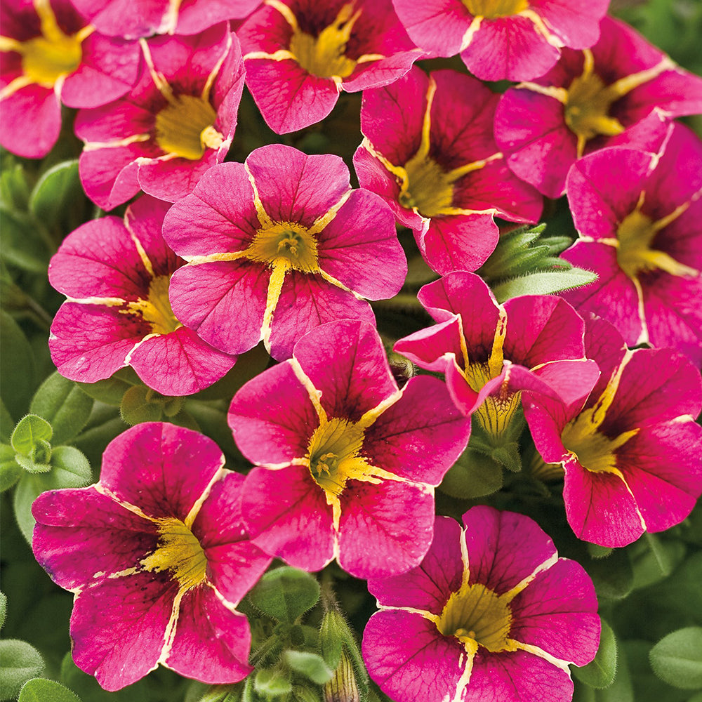 Calibrachoa Superbells® Cherry Star 4.5"