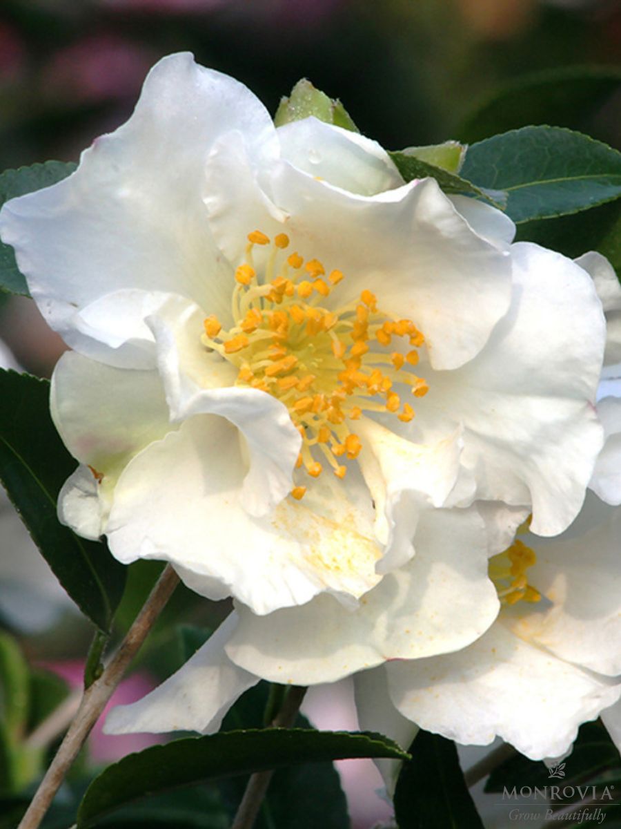 Camellia sasanqua 'Setsugekka'