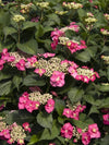 Mountain Hydrangea serrata | Seaside Serenade® Cape May 2G