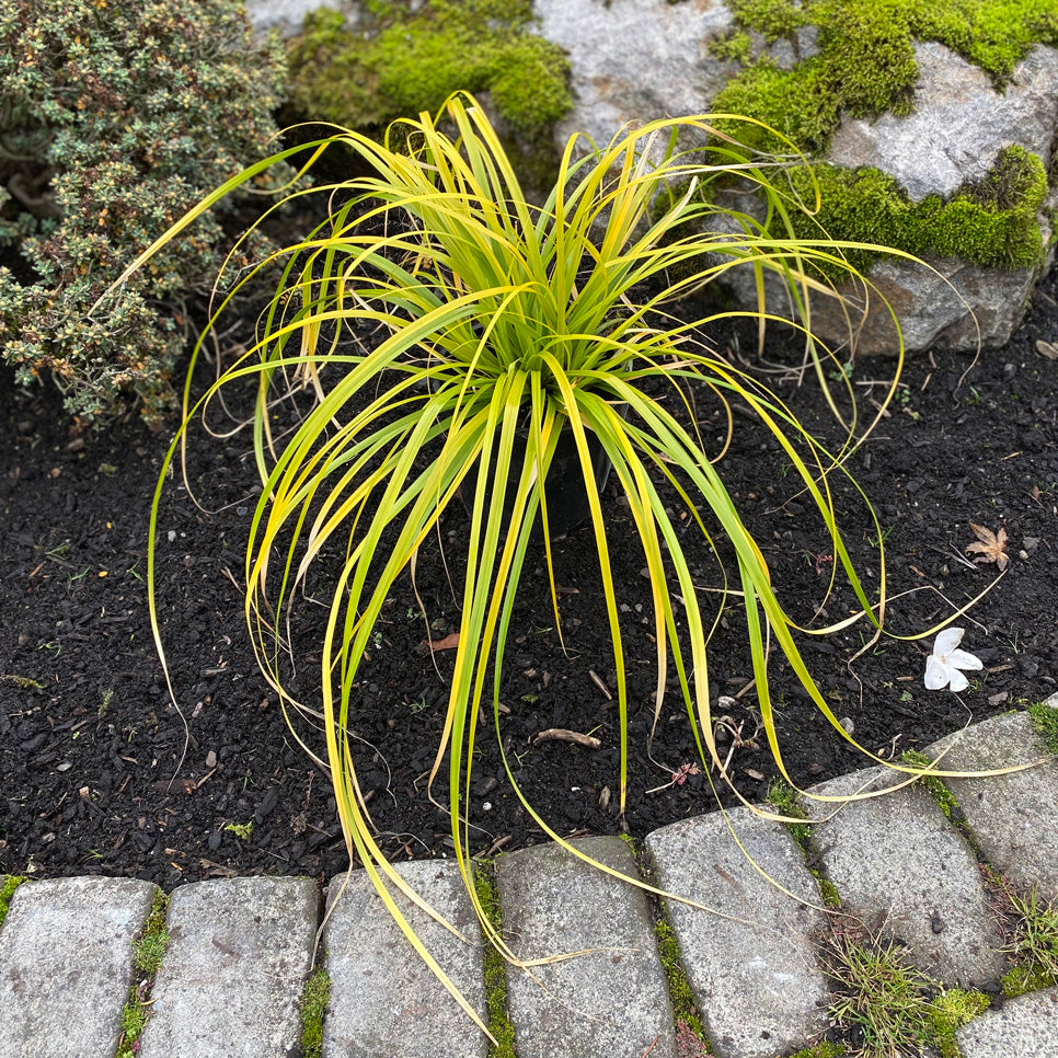 Carex Sedge Everillo