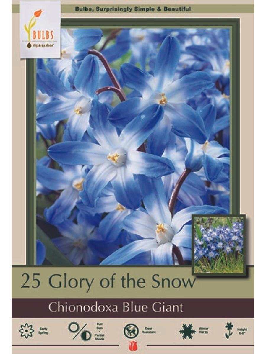 Chionodoxa Blue Giant 'Glory of the Snow' - Bulb Pack