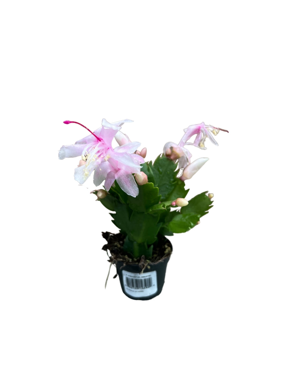 Christmas Cactus 2"
