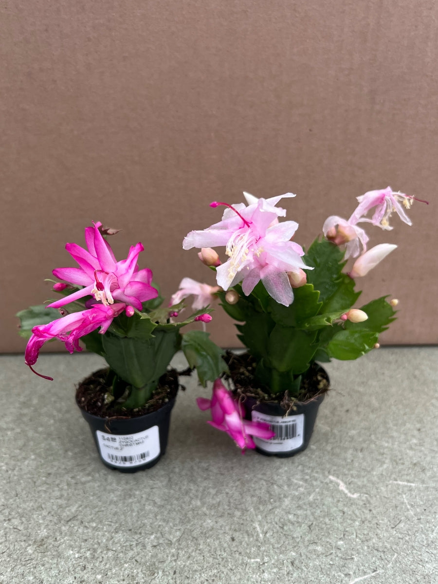 Christmas Cactus 2"
