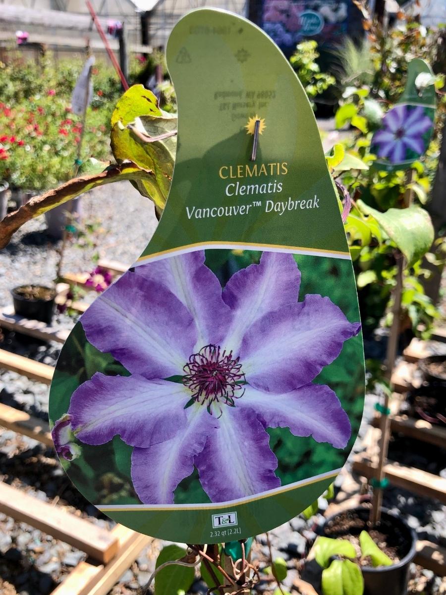 Clematis Vancouver 'Daybreak' 1G