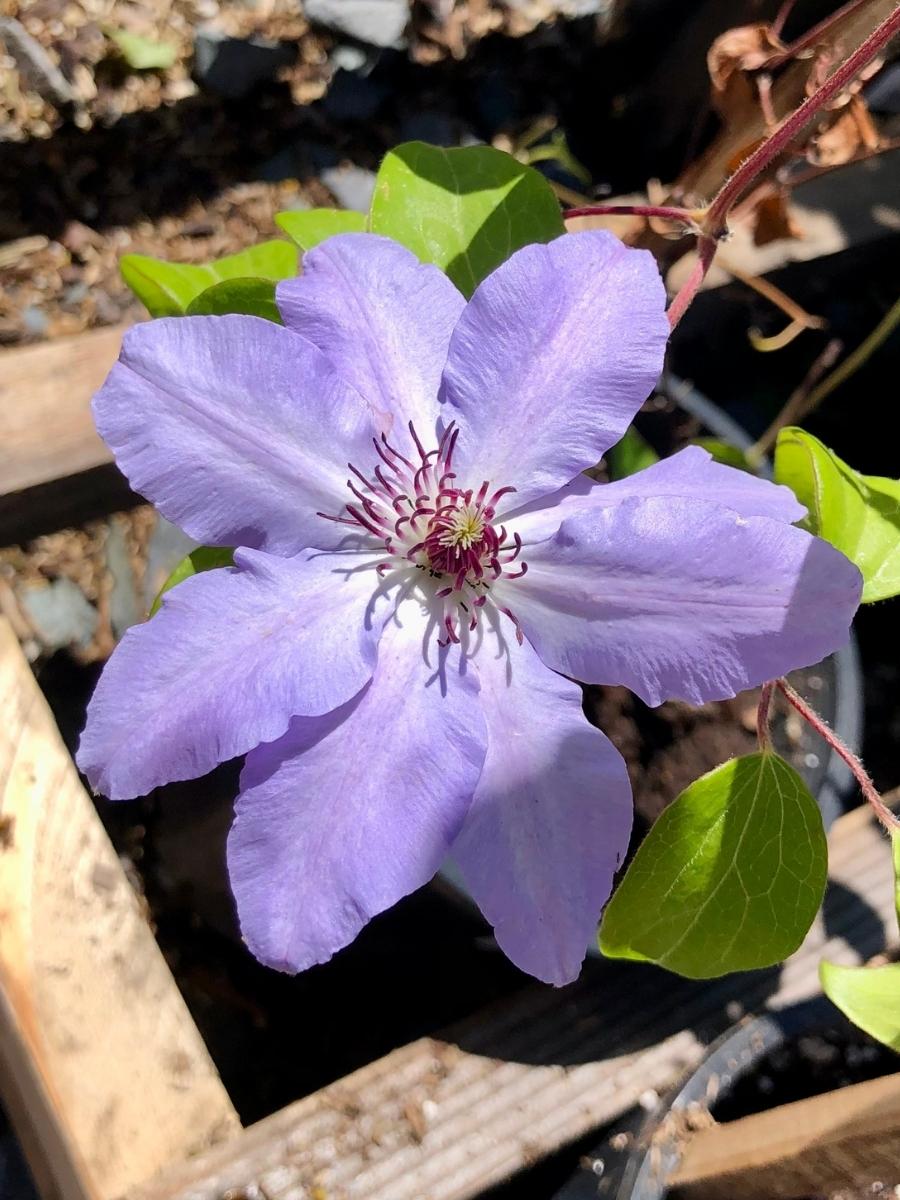 Clematis Vancouver 'Daybreak' 1G