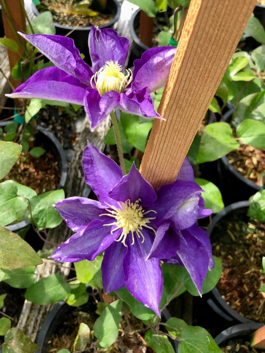 Watson's Greenhouse 