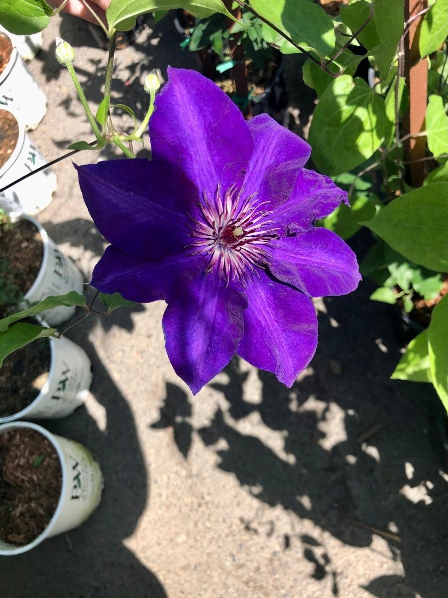 Clematis 'The President' 1G