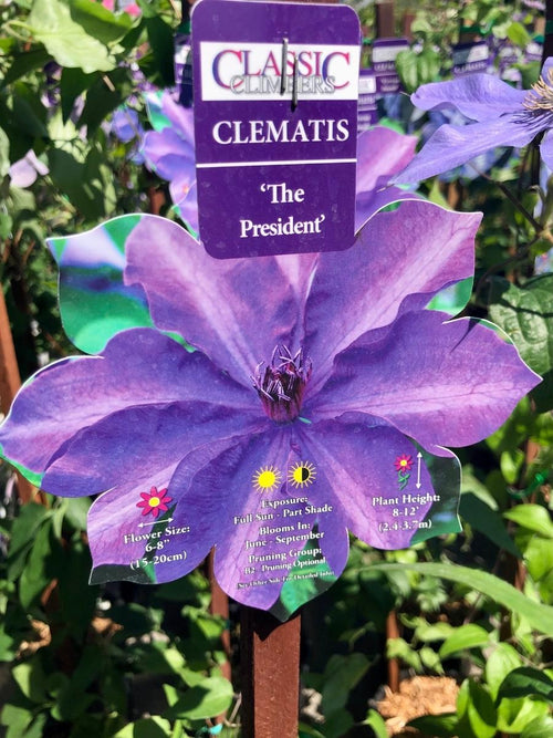 Clematis 'The President' 1G
