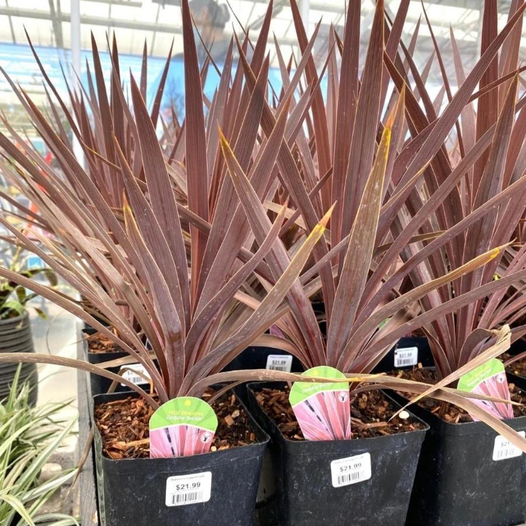 Cordyline australis Red Star