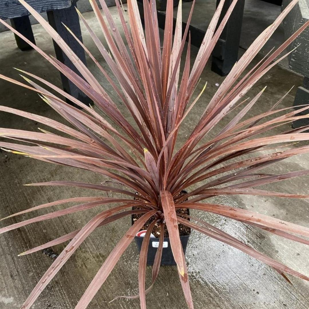 Cordyline australis Red Star