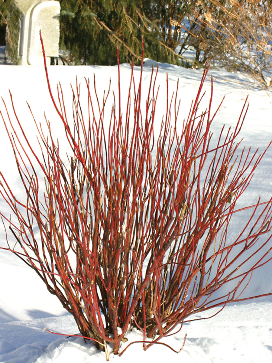 Cornus 'Arctic Fire' Red Twig Dogwood