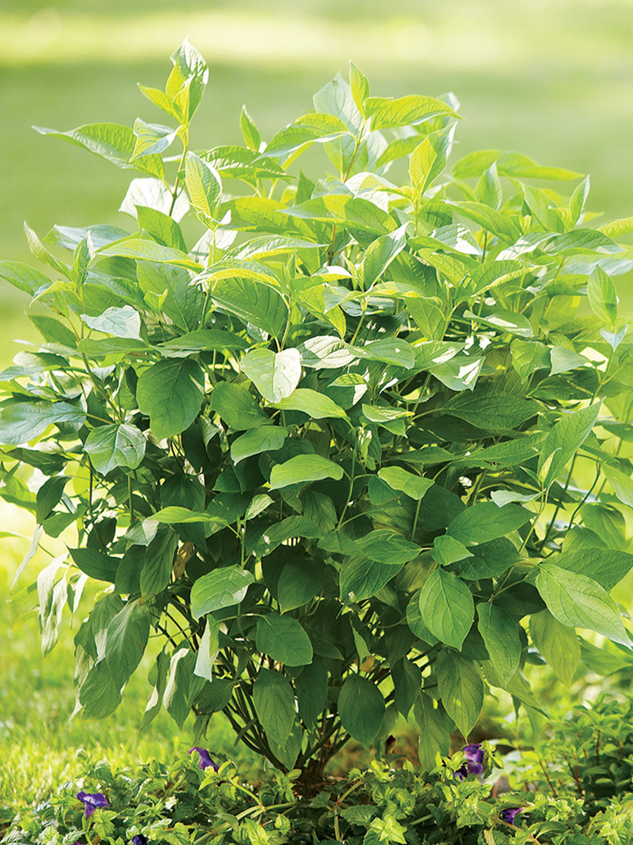 Cornus 'Arctic Fire' Red Twig Dogwood