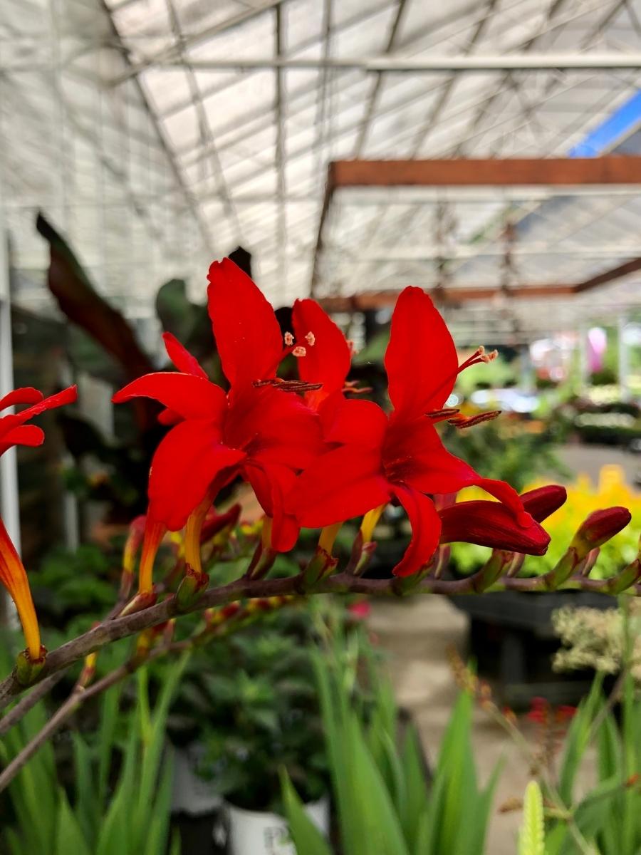 Crocosmia 'Lucifer' 1G