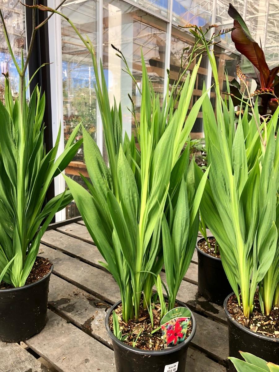 Crocosmia 'Lucifer' 1G