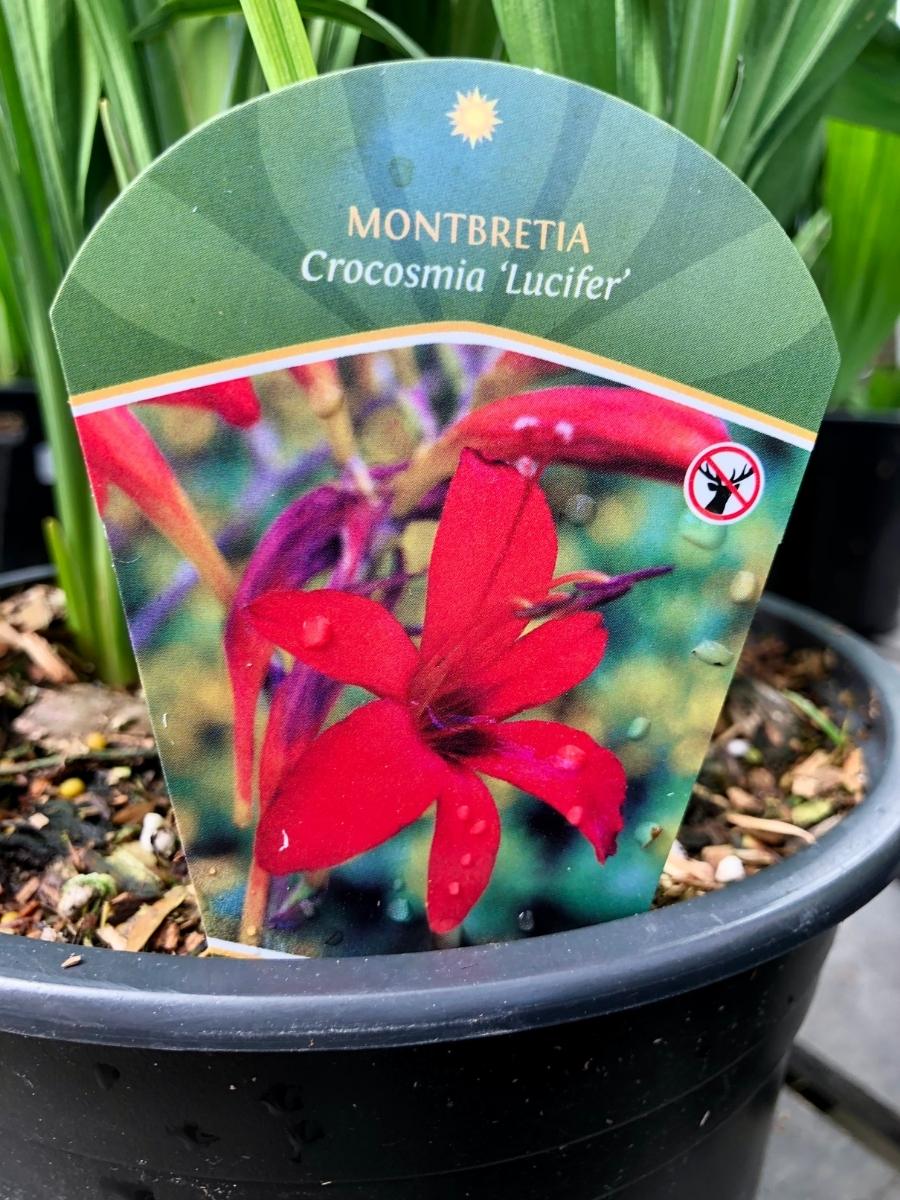 Crocosmia 'Lucifer' 1G