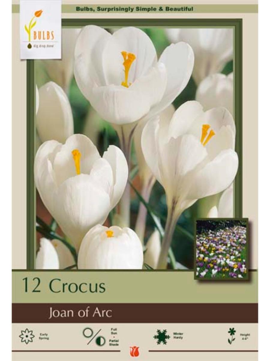 Crocus 'Joan of Arc' - Bulb Pack