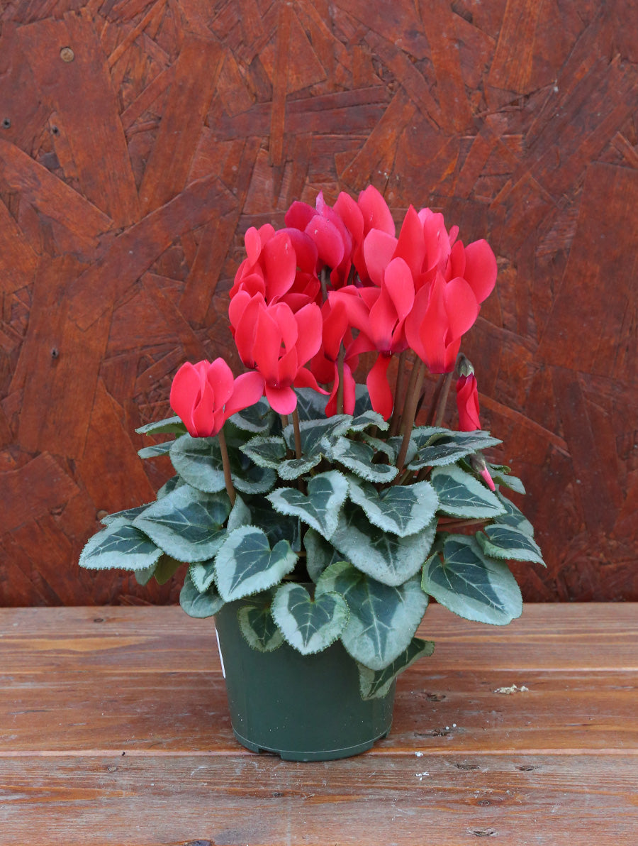 Cyclamen Red 4