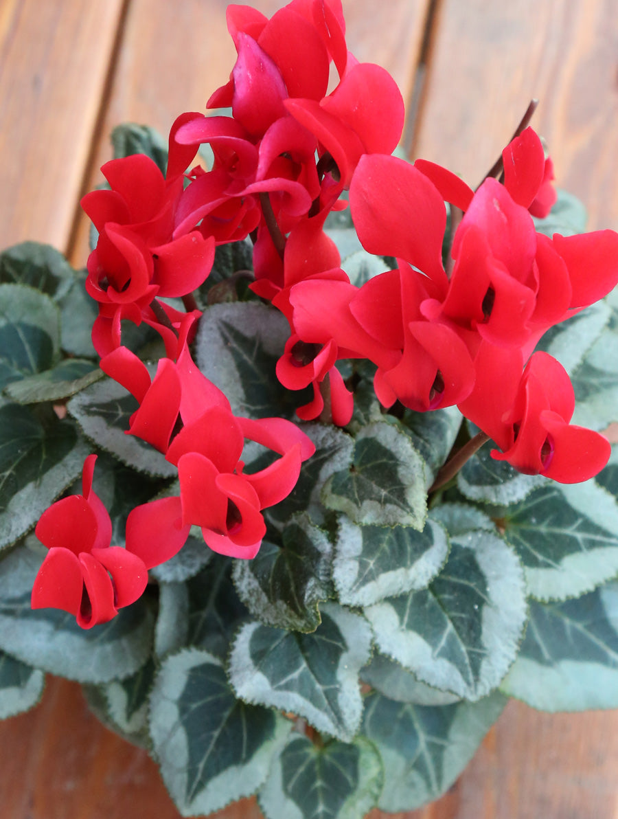 Cyclamen Red 4"