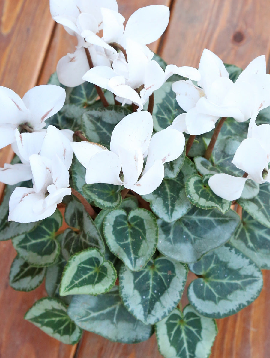Cyclamen White 4