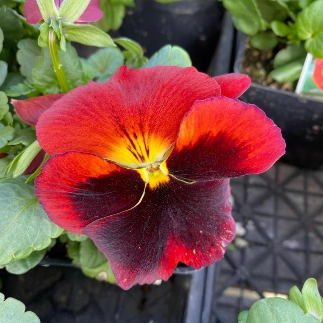 Watson's Greenhouse 