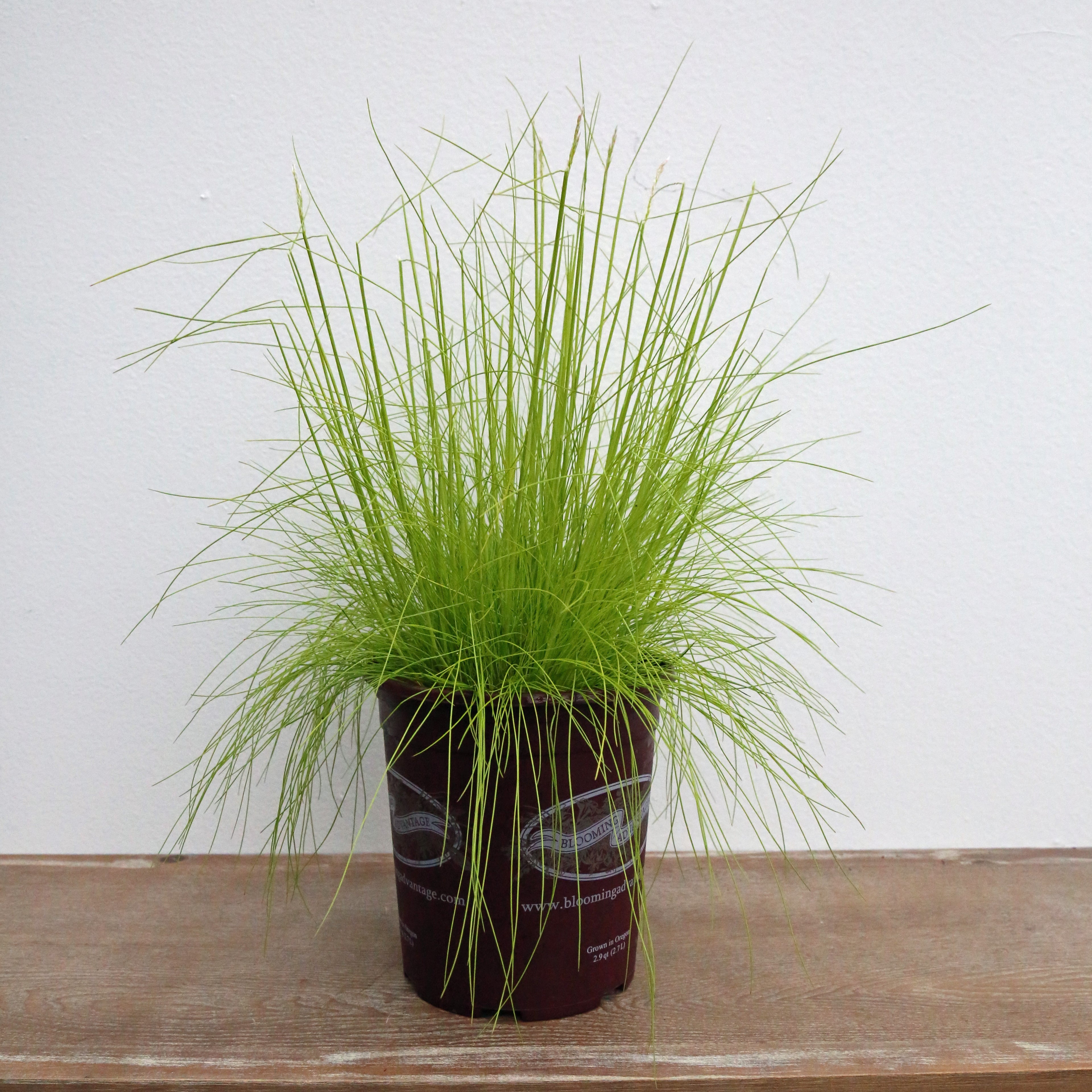 Deschampsia Aurea 1G