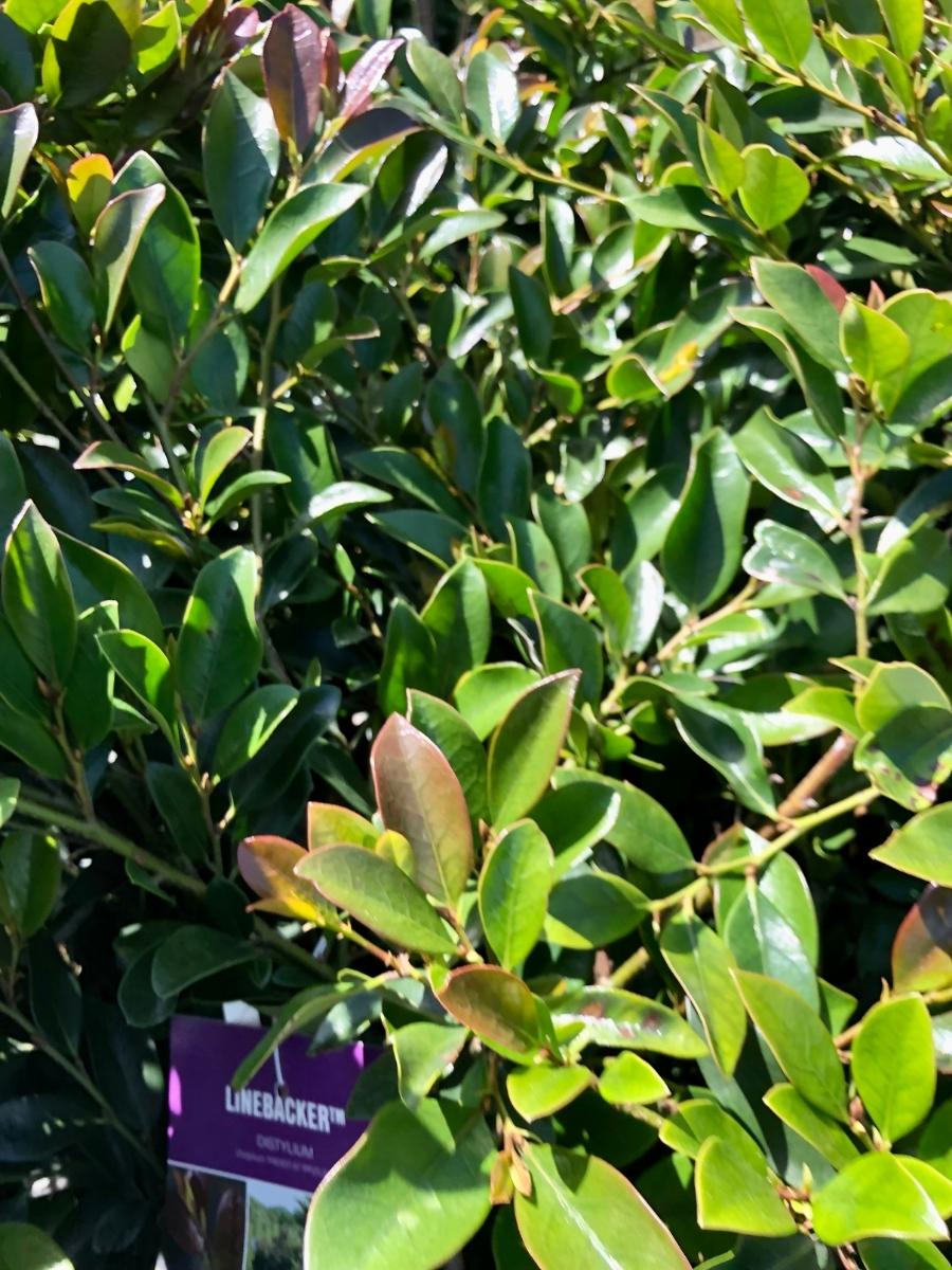 Distylium Linebacker 2G – Watson's Greenhouse