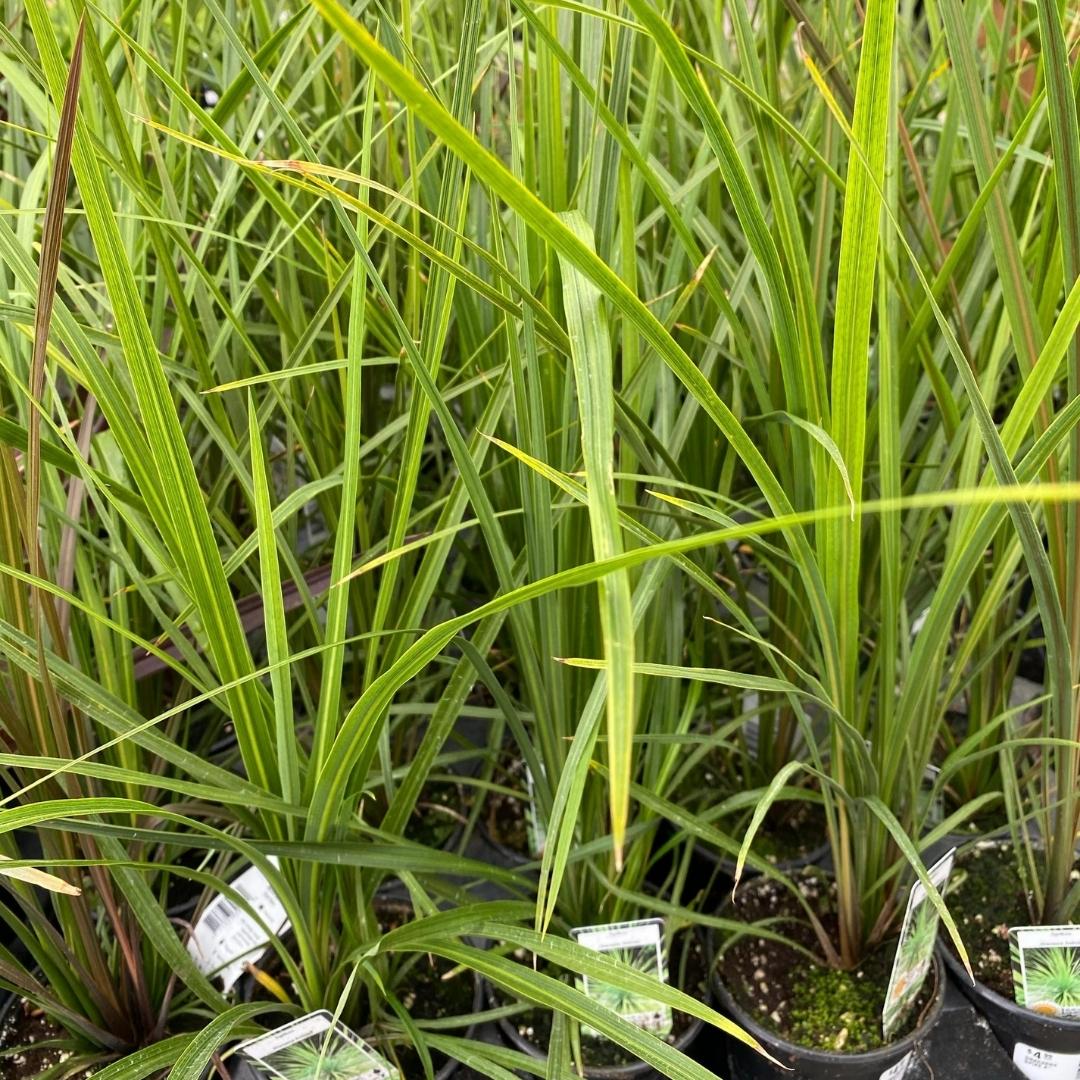 Watson's Greenhouse 