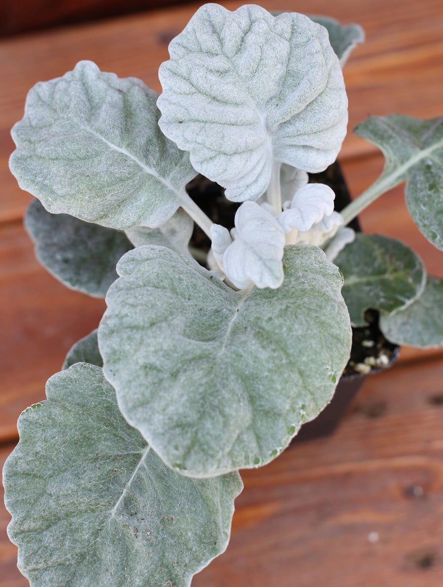 Dusty Miller 4