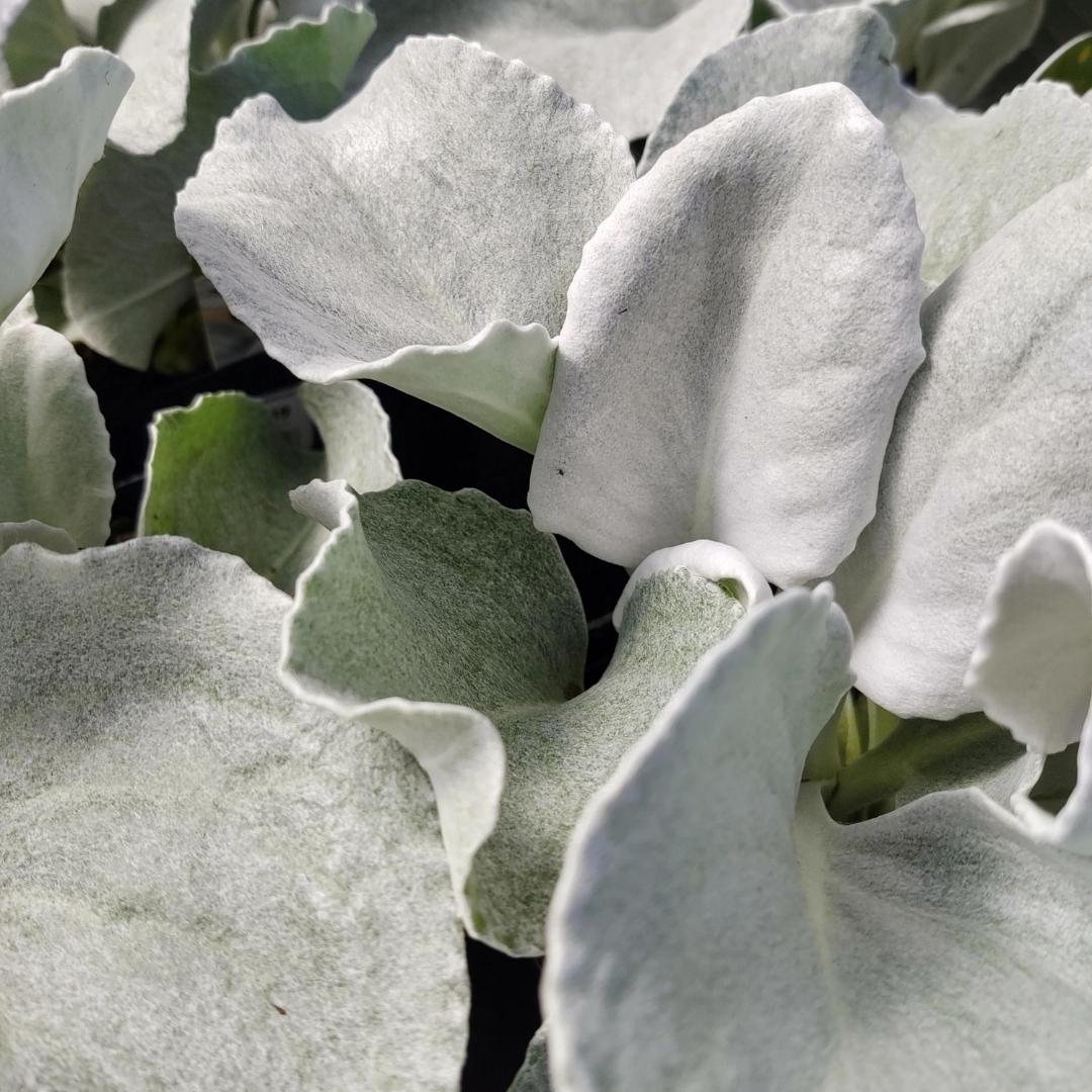 Watson's Greenhouse 