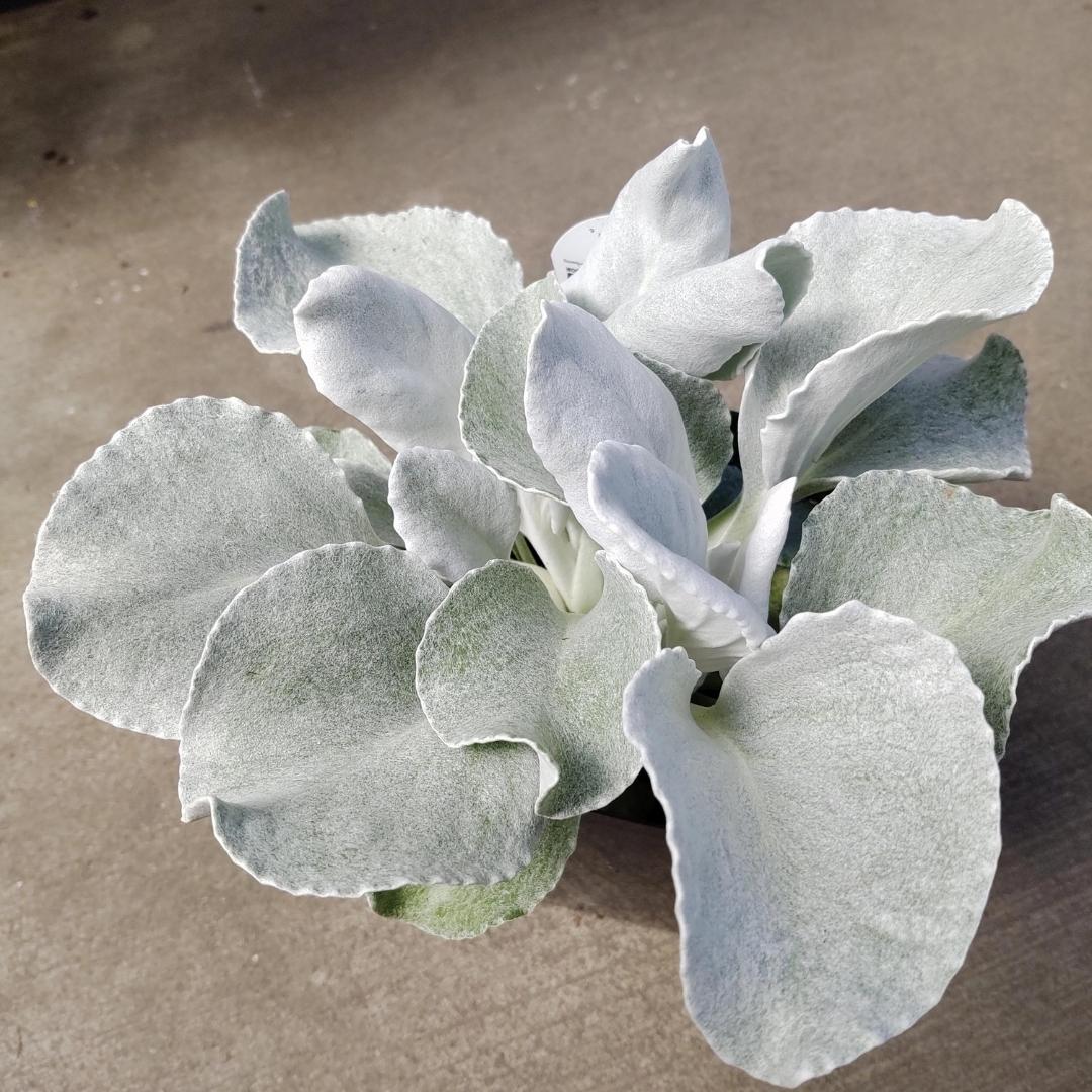 Watson's Greenhouse 