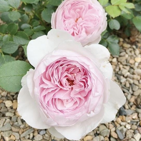 Hybrid Tea | Parfuma Earth Angel