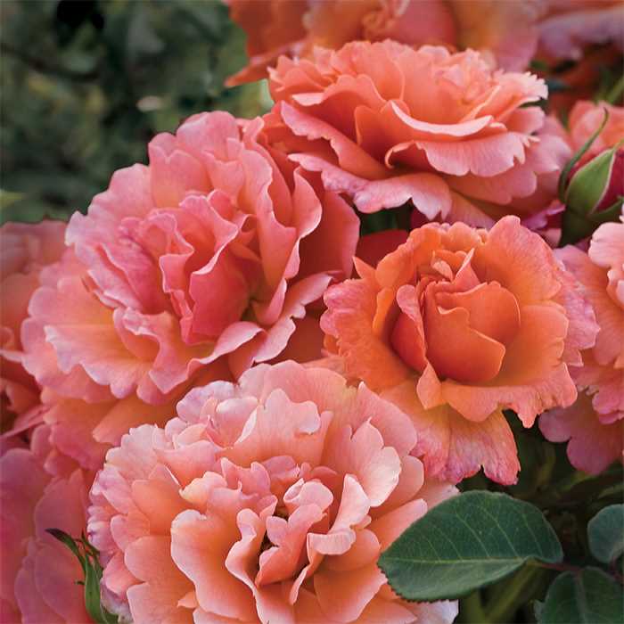 Floribunda | Easy Does It