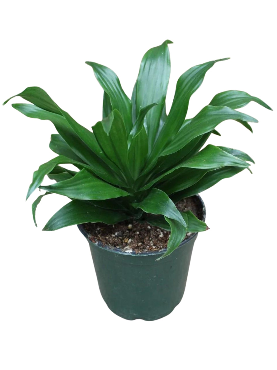 Dracaena Janet Craig