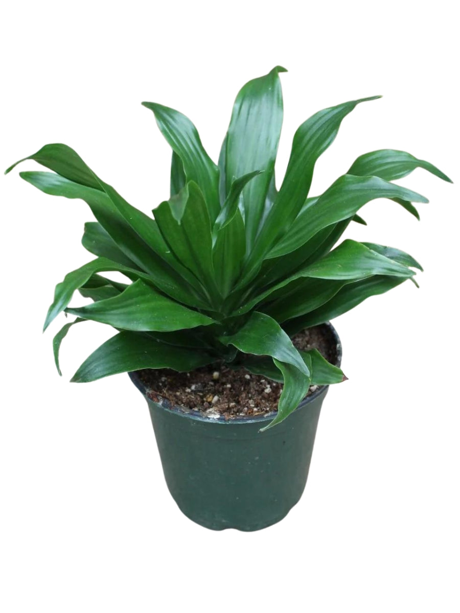pineapple dracaena care Dracaena Janet Craig