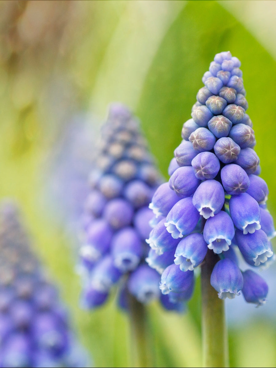 Muscari Potted Bulb 4