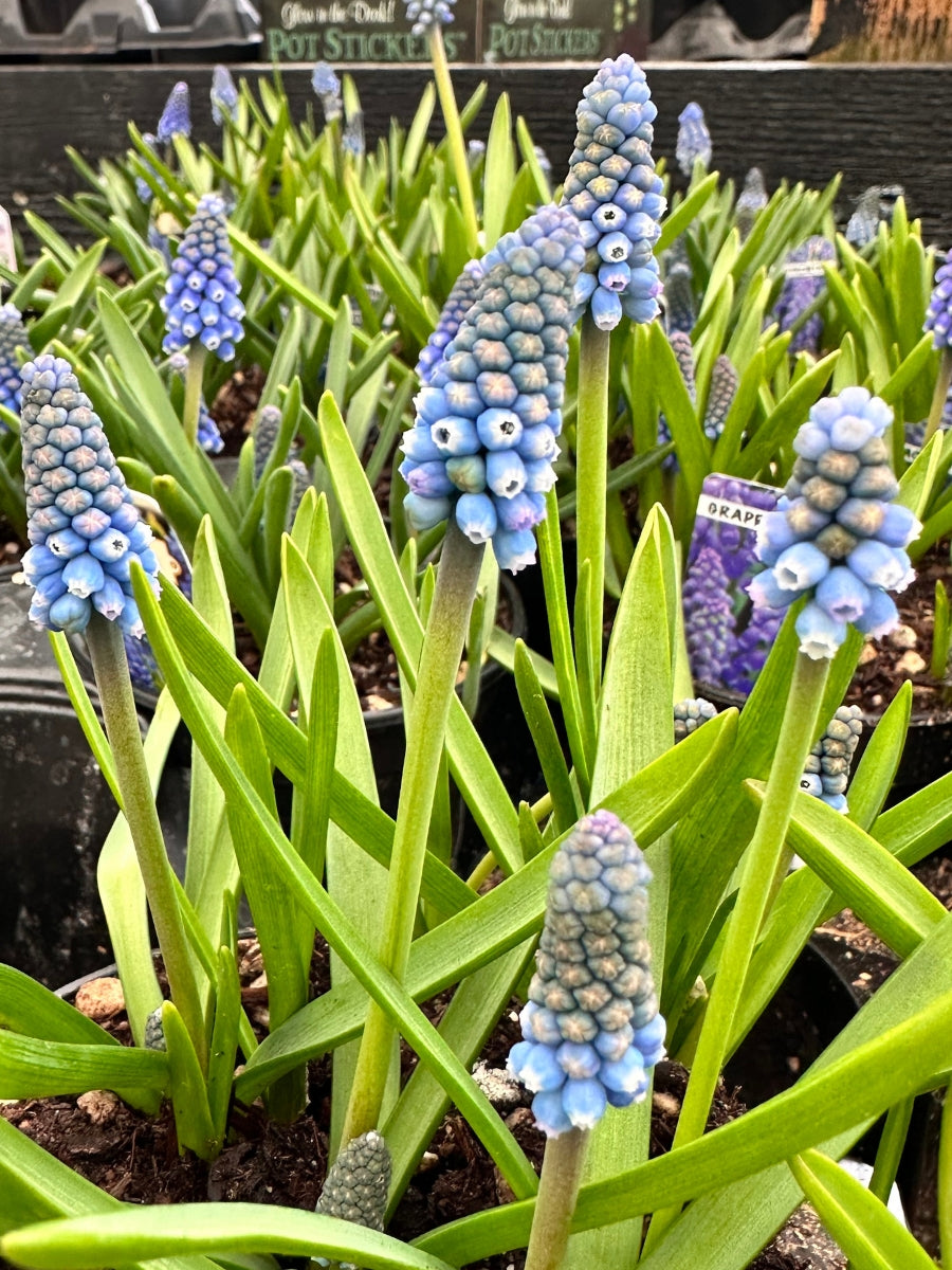 Muscari Potted Bulb 4