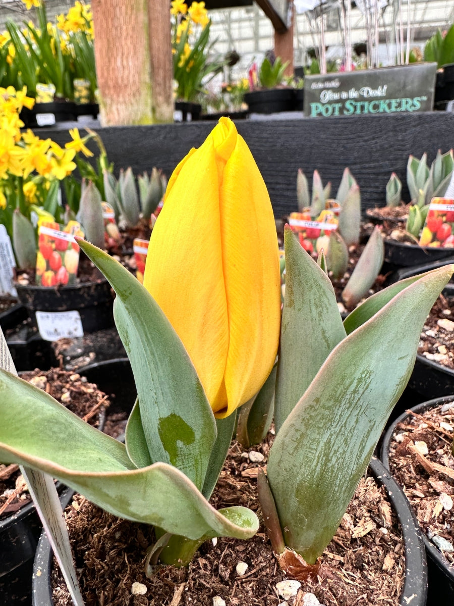 Tulip Assorted Potted Bulb