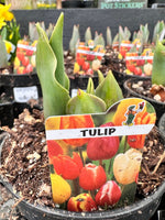 Tulip Assorted Potted Bulb