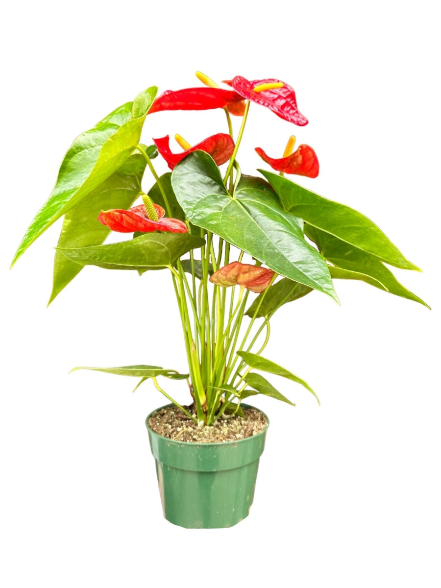 Anthurium