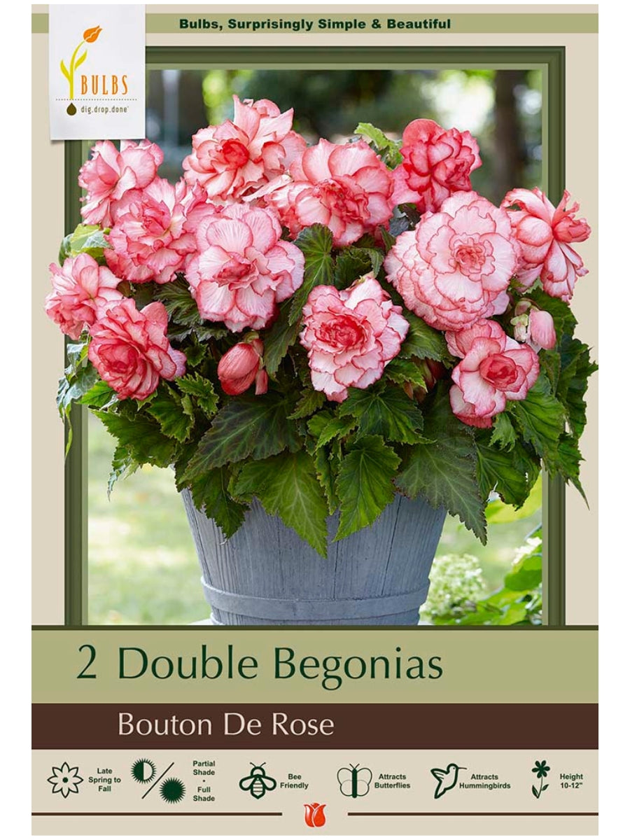 Begonia Double Bouton de Rose - Bulb Pack