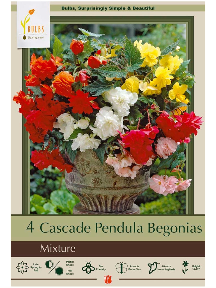 Begonia Cascade Pendula - Mixed Bulbs