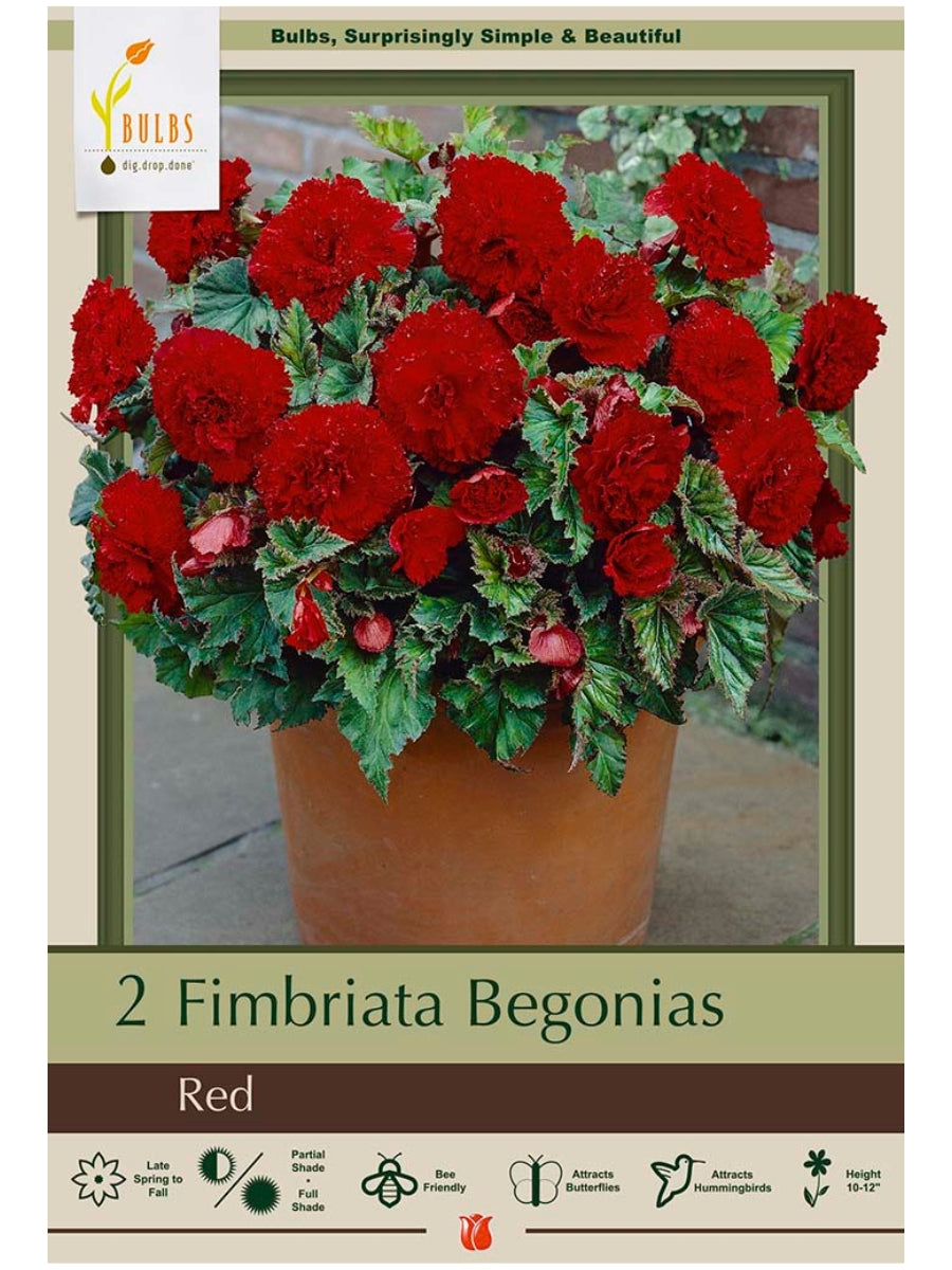 Begonia Fimbriata Red - Bulb Pack